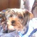 mi sparky